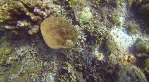 Stonefish