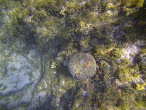 Brain coral