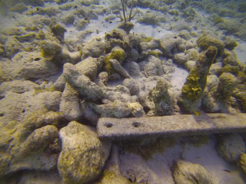 Stonefish