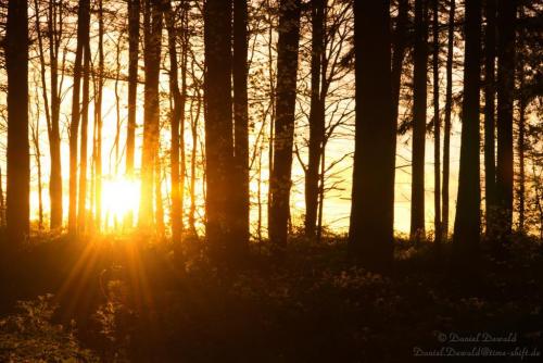 Through the trees