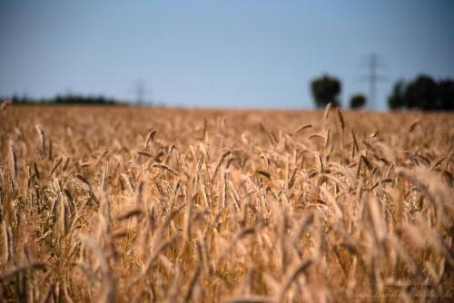 Fields of gold