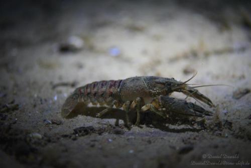 Fresh water crab