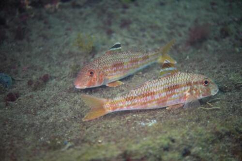 Striped red mullet