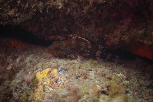 Scorpionfish 2