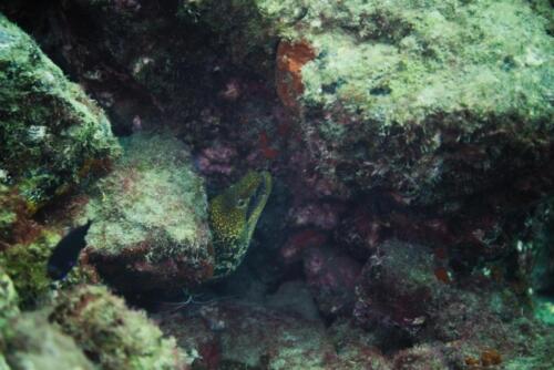 Morray eel 2