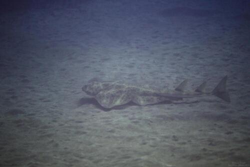 Angelshark 3