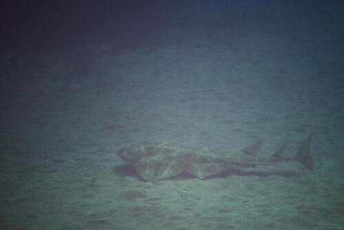 Angelshark 1