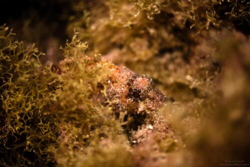 Scorpionfish 1