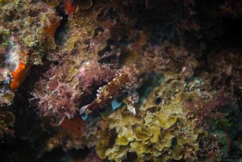 Scorpion Fish 2