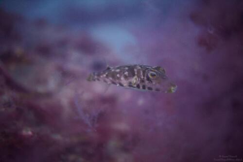 Porcupinefish