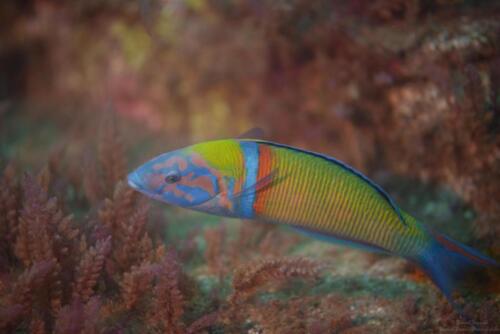 Ornate wrasse