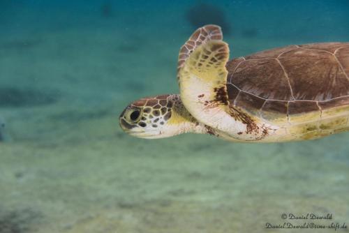 Sea turtle