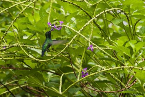 Hummingbird