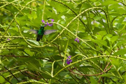 Hummingbird