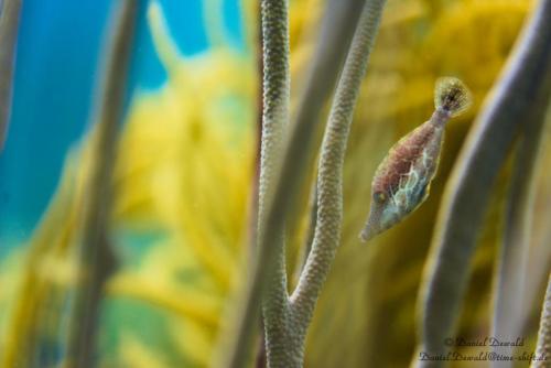 Filefish