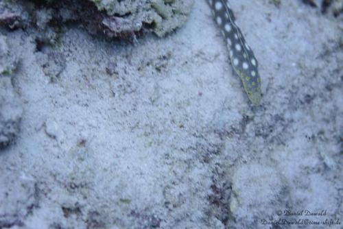 Sharptail snake-eel