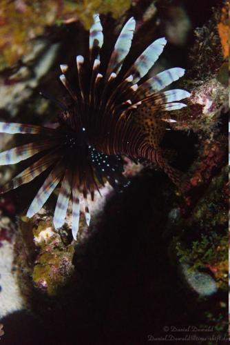 Lionfish