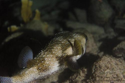 Porcupinefish