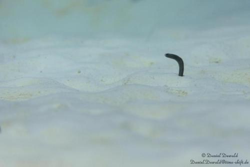 Garden eel