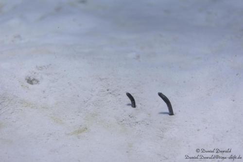 Garden eels