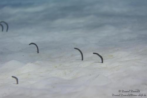 Gardeneels