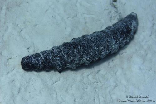 Sea cucumber