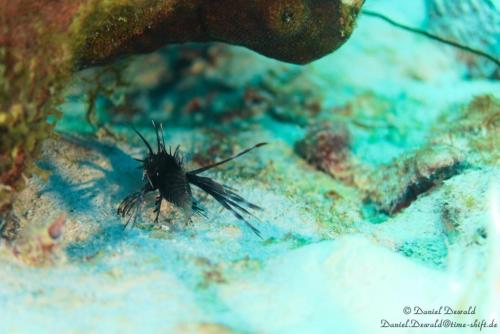 Lionfish