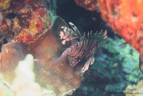 Lionfish