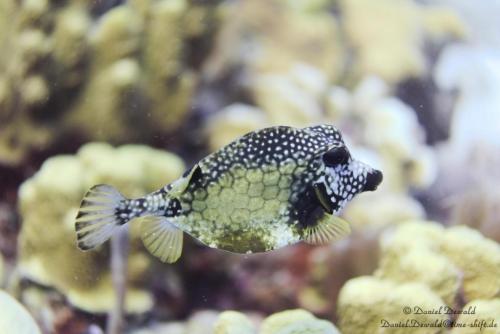 Boxfish