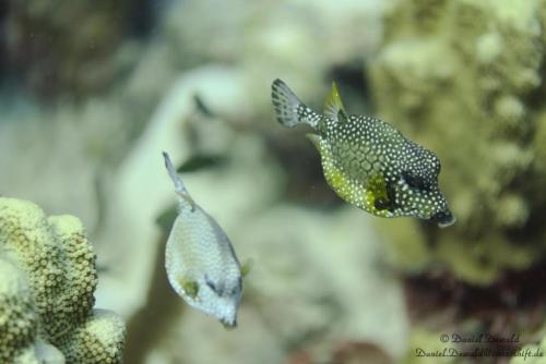 Boxfishes