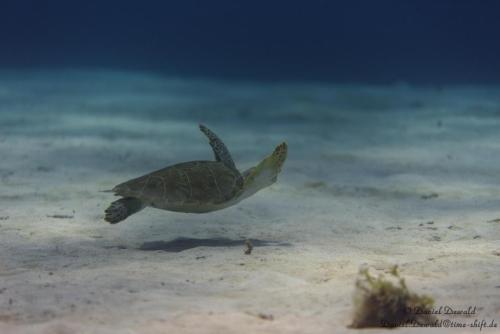 Sea turtle