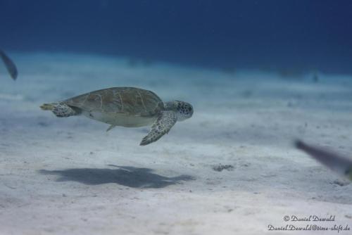 Sea turtle