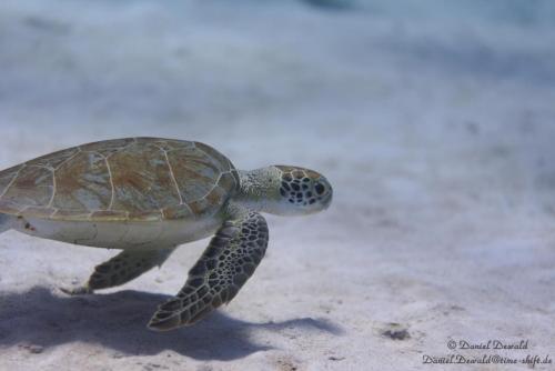 Sea turtle