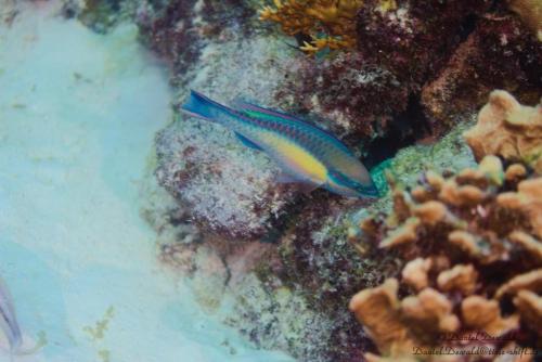 Parrotfish