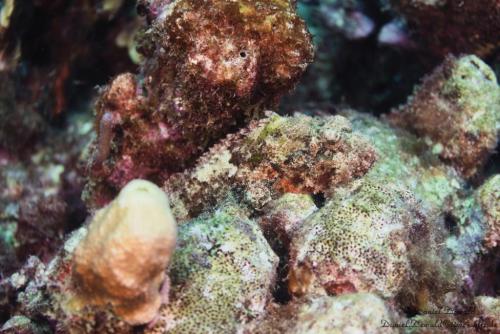 Stonefish