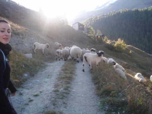 Lots of sheeps in the mountains 